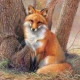 Любовь Назарова (Lassie в наличии)