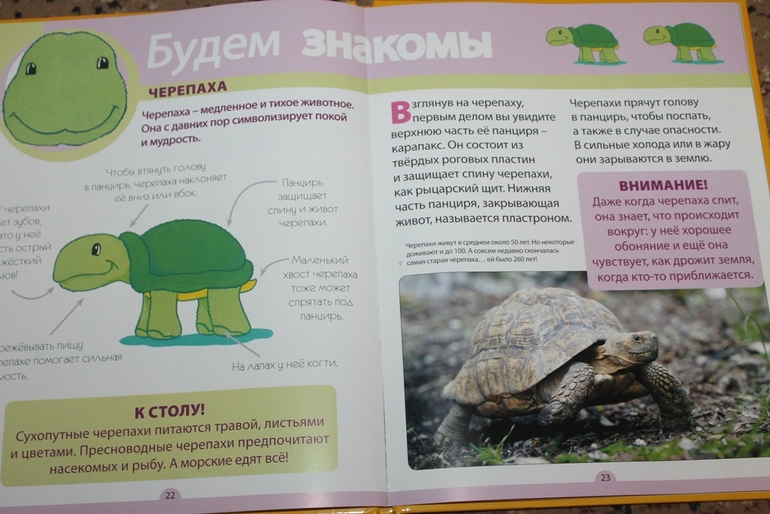 Тематическое занятие "ЧЕРЕПАХА"