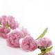 Fiore