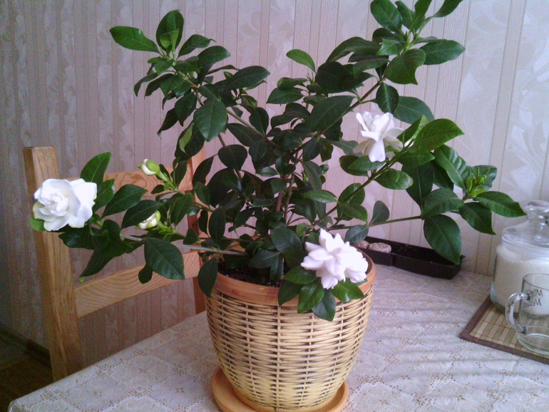 Мои цветочки ))) Гардения