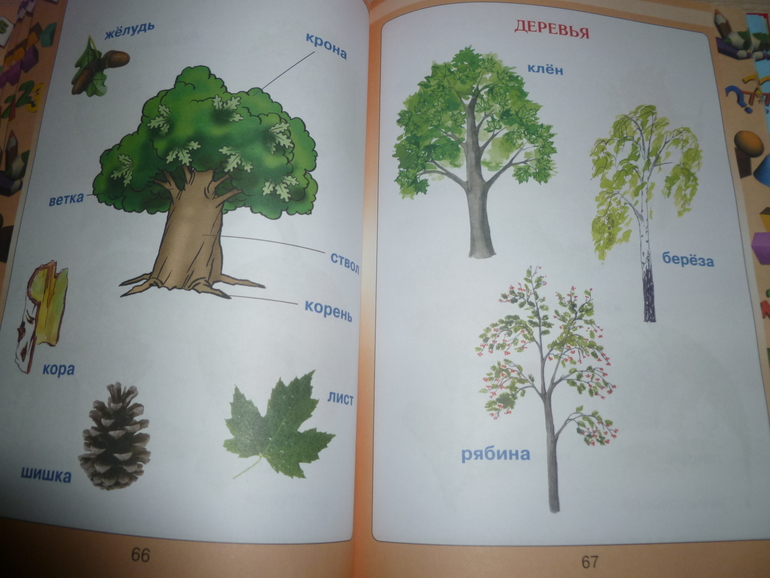 ТЗ "Деревья". Гуляем-изучаем.