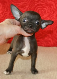 продаются щенки чихуахуа разных окрасов