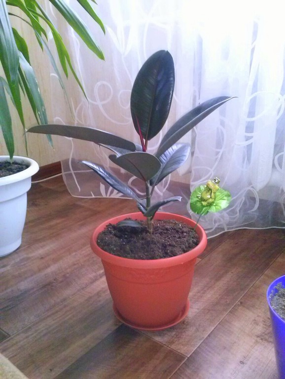 мой Фикус