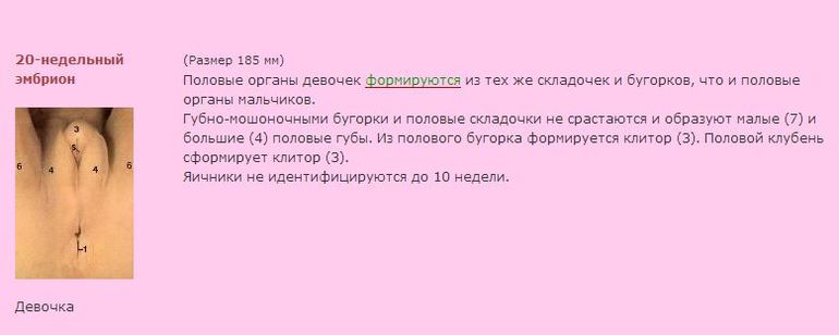 раннее определение пола