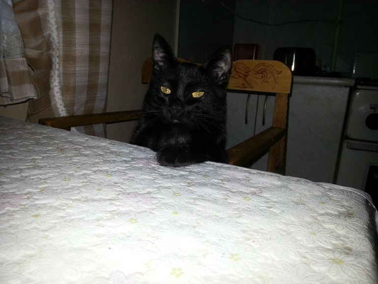 Про кота