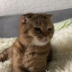 Анастасия Котовская
