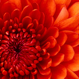 Александра