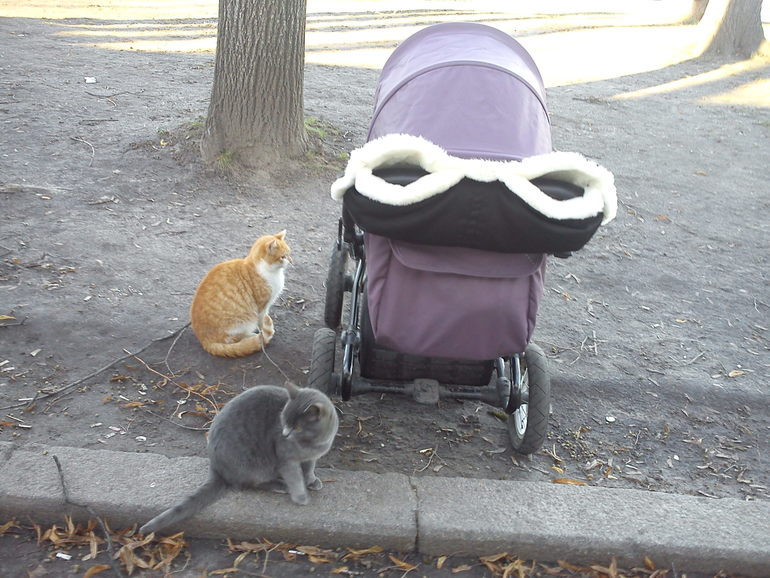 зимний леопард и коты)