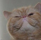 LoveCat