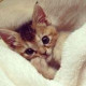Koshka Bella
