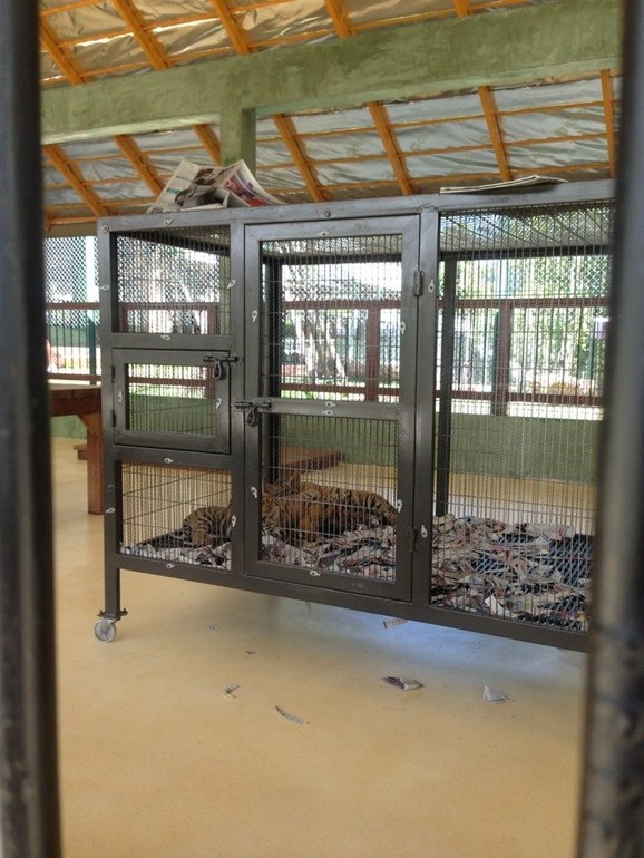 Парк Тигров на Пхукете «Tiger Kingdom»