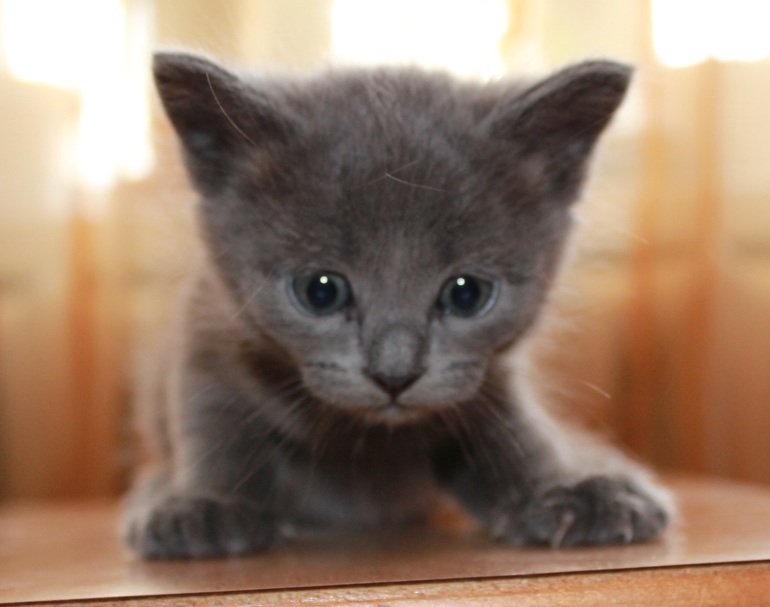 Срочно отдам котят. 2 месяца