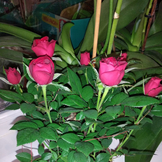 Олеся Митина