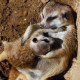 Meerkat