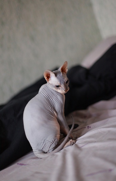 Мои котятки!!)