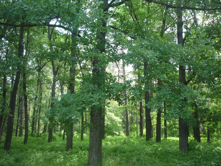 Сосны.