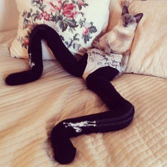 Коты в колготах