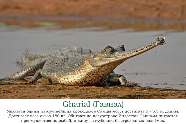 Наша африканская неделька
