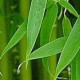 bamboo