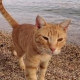 tigryenochek