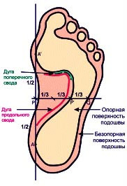 Формы ног и свод стоп ребенка