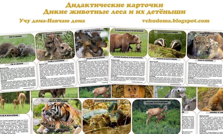 Дидактические карточки "Дикие животные Африки и их детёныши"