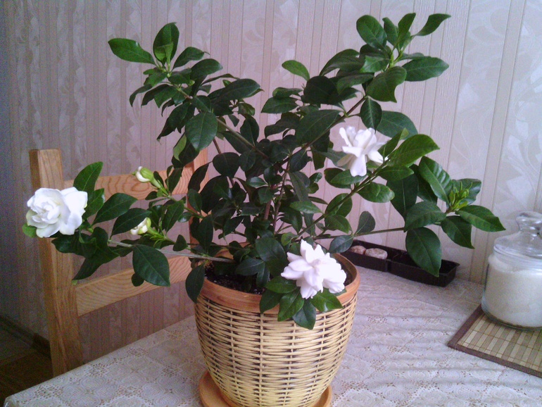 Мои цветочки ))) Гардения