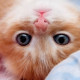 Аня Симонова