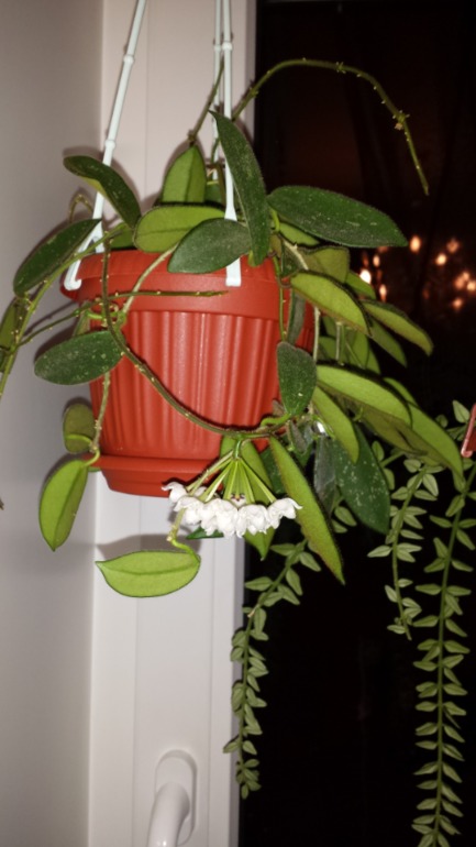 Hoya thomsonii