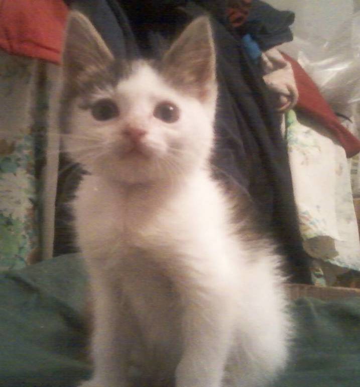Помогите пристроить котят!!!!!