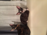 Настоящий КОТОПЕС!