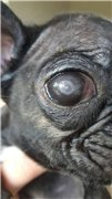 http://frenchbulldog.borda.ru/?1-15-0-00002364-000-0-0-1470474376