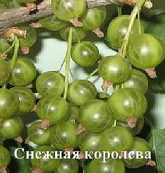 Зеленоплодная смородина *Снежная королева*