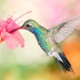 Kolibri