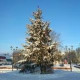 Улитка Навишневомдереве