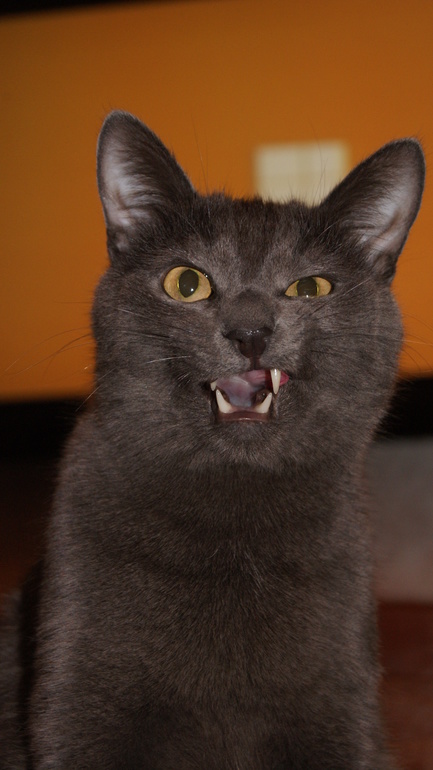 наш котик