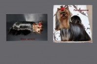 Щенки йоркширского терьера