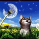 Котик-Обормотик