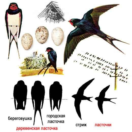 Развитие фонематического слуха