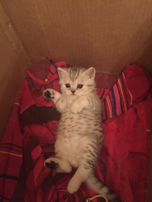 шотландские вислоухие котята!