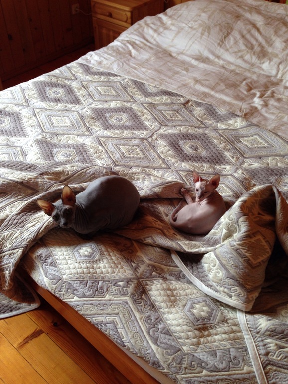 Мои киски)
