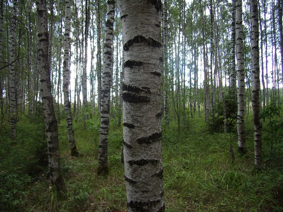 Грибочки.