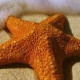 Alla