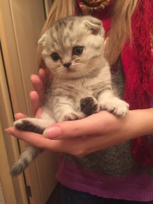 шотландские вислоухие котята!