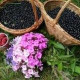 Мария Комарова