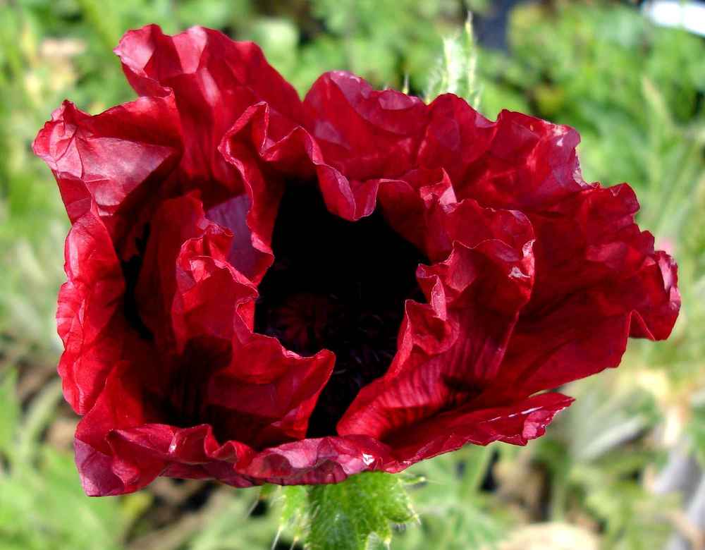 Мак восточный Роял Чоколейт Дистинкшен