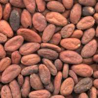 500 гр Какао бобы сорта Криолло, неочищенные