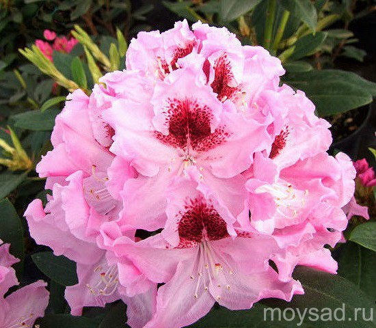 Rhododendron hybrida Krolowa Jadwiga