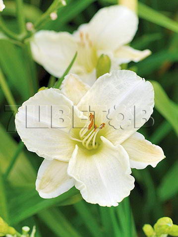Hemerocallis White Temptation