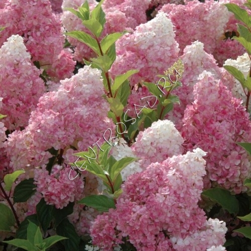 Гортензия paniculata Vanille Fraise(d8)